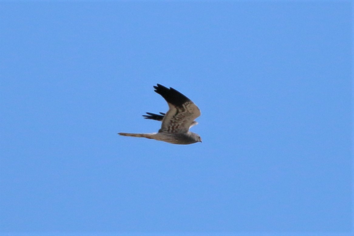 Montagu's Harrier